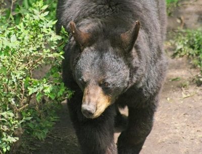 Close up of a black bear