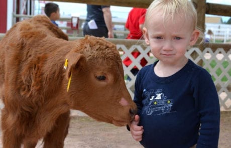 child with a calf